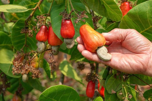 Cashew Farming - sgprojects